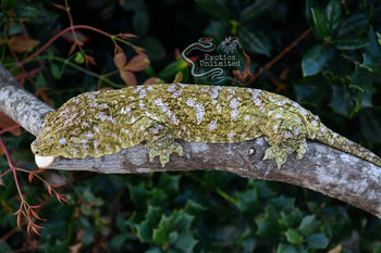 Purple Snowflake Leachanis Gecko FEMALE LE010124