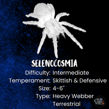 Selenocosmia sp 'Kordillera' (Kordillera Earth Tiger tarantula) 2" FEMALE