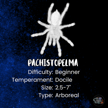Pachistopelma genus care and fact card.