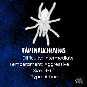 Tapinauchenius plumipes (Purple Tree Spider) 2"