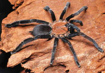 Selenocosminae sp 'Kekitebal' Tarantula 1-1.5"