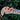 Gargoyle Gecko BG012125