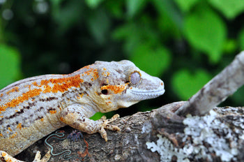 Orange Stripe Gargoyle Gecko - SG110324