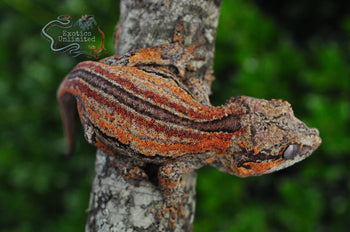 Orange Stripe Gargoyle Gecko - SG110524