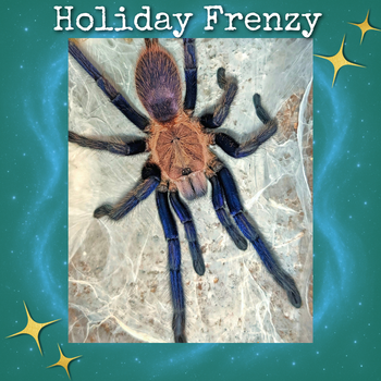 Chilobrachys sp. 'South Thailand' Tarantula 0.75-1"