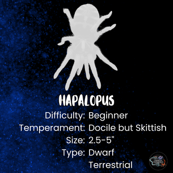 Hapalopus formosus (Pumpkin Patch Tarantula) 1-1.5"