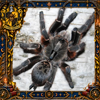Ceratogyrus darlingi (Rear Horned Baboon Tarantula) 0.5-0.75" POTIONS EVENT
