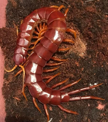 Scolopendra cf. alternans, Hispaniola Giant centipede, captive bred, 1 to 2 inches.