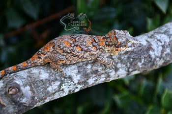 Gargoyle Gecko BG082025