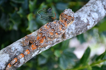 Gargoyle Gecko BG082025