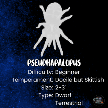 Pseudhapalopus sp. 'Colombian Purple and Gold' Tarantula