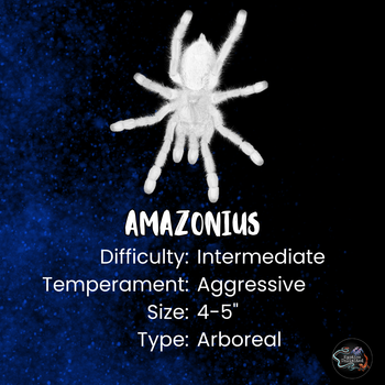 Amazonius burgessi (Ghost Tree Tarantula) 0.75-1"