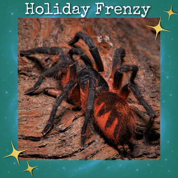 Davus sp. 'panama' (Lava Tarantula) 0.5"+