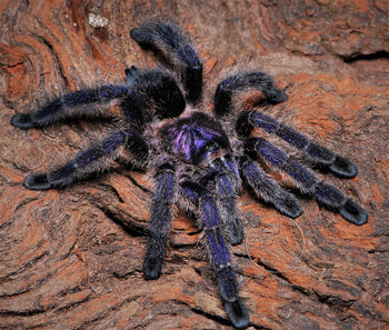 Avicularia cf. purpurea 'Colombia'  (Colombian Purple Pink Toe Tarantula) 1"