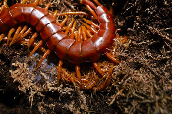 Scolopendra cf. alternans, Hispaniola Giant centipede.