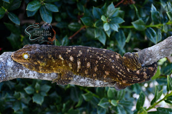 GTB x Purple Snowflake Leachanis Gecko LE2021
