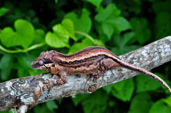 Cream 6 Stripe Gargoyle Gecko SG082924