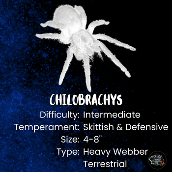 Chilobrachys sp. Aladdin (Blue Dream Earth Tiger Tarantula) 1-1.5"