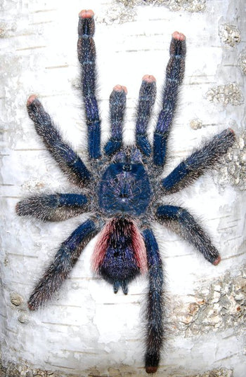 Avicularia juruensis sp. 'Peru Purple' (Peru Purple Pink Toe Tarantula) 0.75-1"