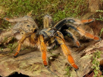 Augacephalus breyeri (Gold Blush Baboon Tarantula)