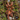 Amazonius germani (Orange Tree Spider) 1”