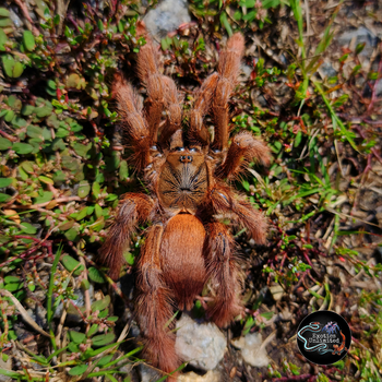 Amazonius germani (Orange Tree Spider) 1”