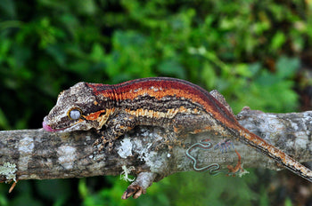 Super Stripe Gargoyle Gecko - SG071524