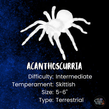 Acanthoscurria geniculata (Giant White Knee Tarantula) 0.5"