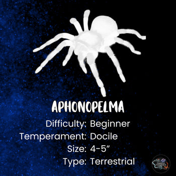 Aphonopelma anitahoffmannae (Mexican Red Slate Tarantula) 1"