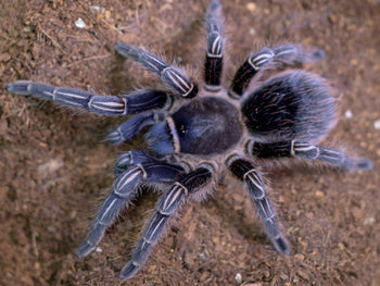 Aphonopelma seemanni (Costa Rican Zebra, Stripe Knee Tarantula) 0.5" FREE AFTER $250