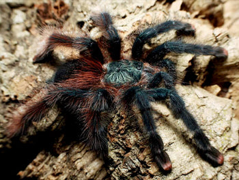 Avicularia braunshauseni (Goliath Pink Toe Tarantula) 2" MALE