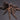 Avicularia merianae (Tarapoto Pink Toe Tarantula) 0.5-0.75"