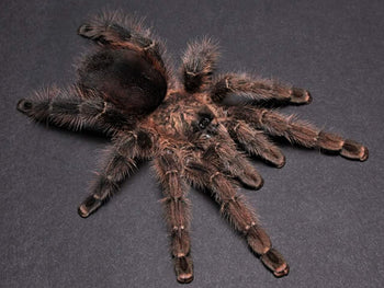 Avicularia merianae, Tarapoto Pink Toe tarantula.