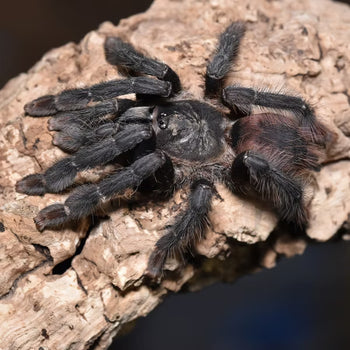 Amazonius burgessi (Ghost Tree Tarantula) 0.75-1"