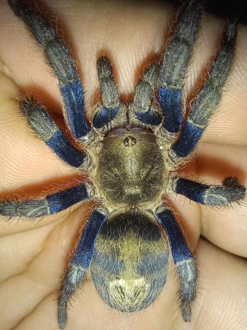 Anqasha sp. 'Blue' Tarantula  0.25-0.5” **New Species to USA** Very Limited