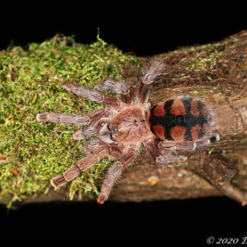 Avicularia minatrix (Dwarf Red Pink-Toe Tarantula) 3" ADULT FEMALE