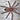 Caribena laeta, Puerto Rican Pink Toe tarantula.