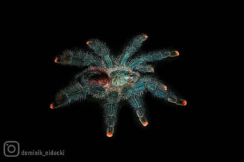 Avicularia sp. 'Boa Vista' (Boa Vista Pink Toe Tarantula)
