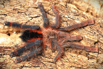 Avicularia hirschii (Red Sided Pink Toe Tarantula) 1-1.5” *RARE*
