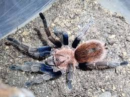 Bonnetina minax (Mexican Copperhead Tarantula) .75-1"