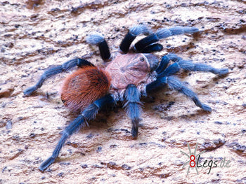 Bonnetina tanzeri (Mexican Sunset Tarantula) 3-3.5" FEMALE