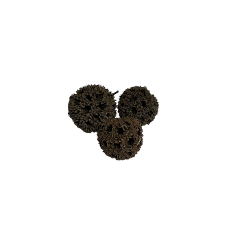 Gala seed pods for bioactive enclosures.
