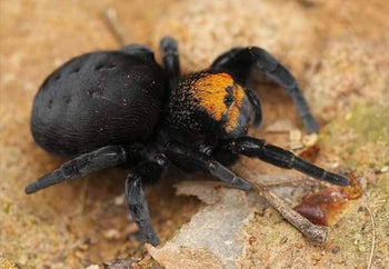 Eresus sp. balcanicus, Orange Face Velvet spider.
