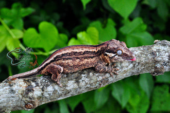Cream 6 Stripe Gargoyle Gecko SG082924