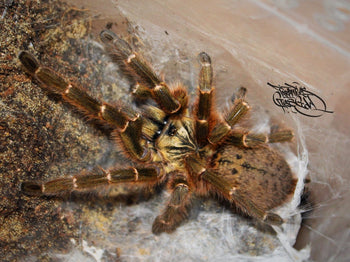Pterinochilus murinus BCF Tete (OBT Tarantula) 2-2.5" FEMALE