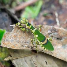 Theopropus elegans (Malaysia Elegant Flower Mantis)
