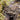 Barylestis variatus (Variegated Huntsman Spider)
