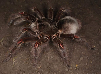 Theraphosa blondi (Goliath Bird Eater Tarantula)  1-1.5"