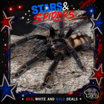 Psalmopoeus irminia (Venezuelan Suntiger Tarantula) 0.5-0.75" STARS SALE