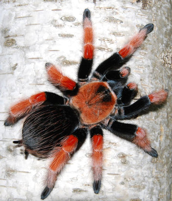 Brachypelma boehmei (Mexican Fire Leg Tarantula) FEMALE